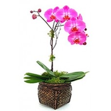 Orchids Plant